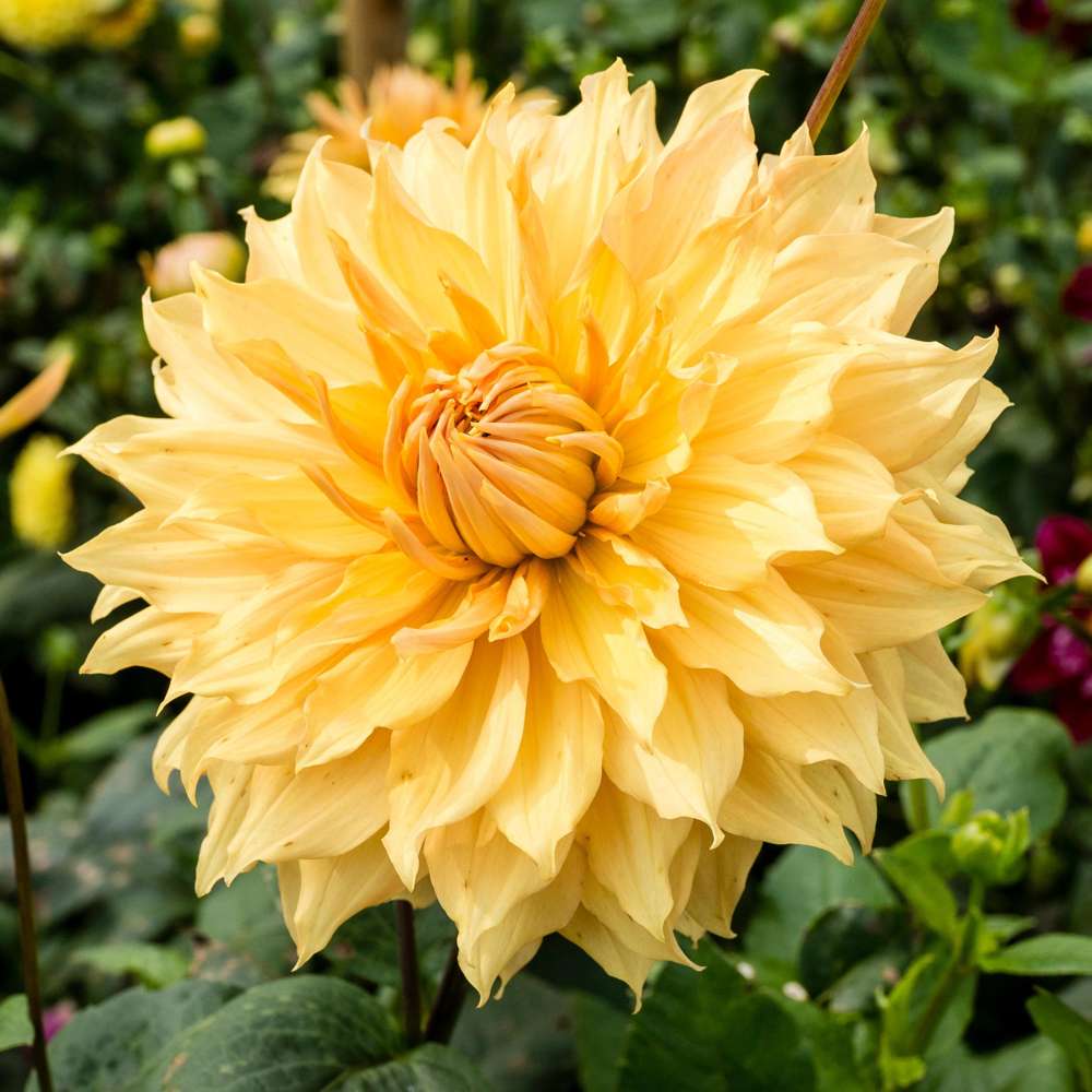 Dahlia 'Hamari Gold'